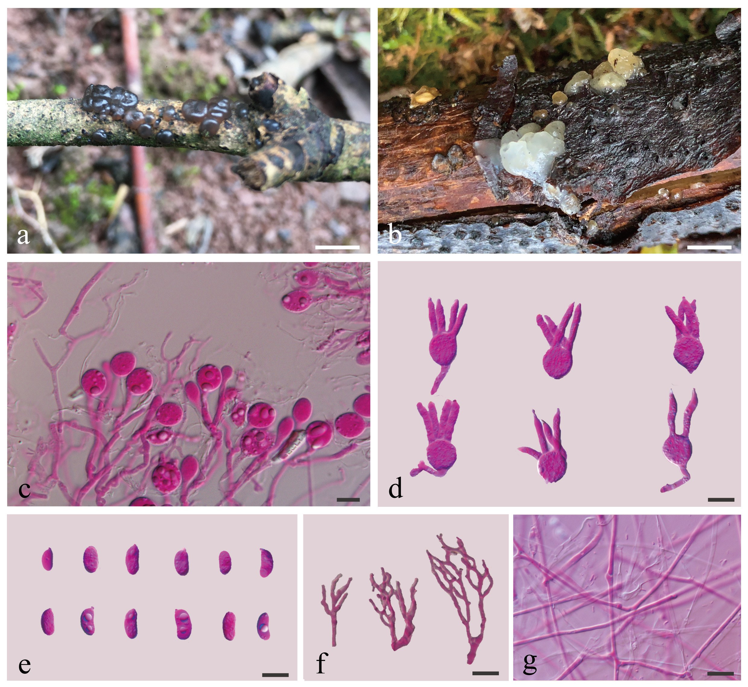 Figure 30
